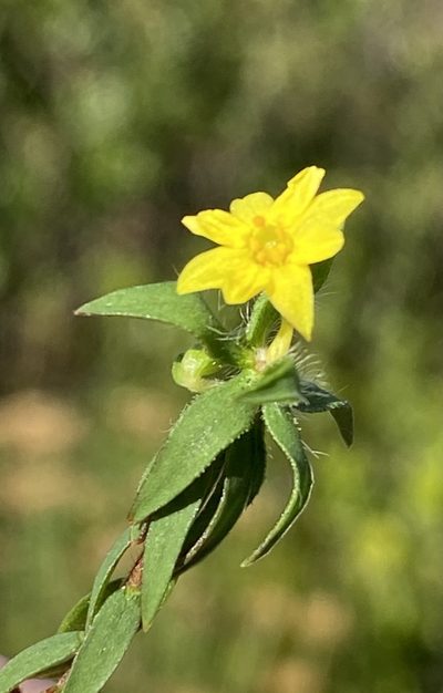 Gnidia simplex, photographed by Dave U