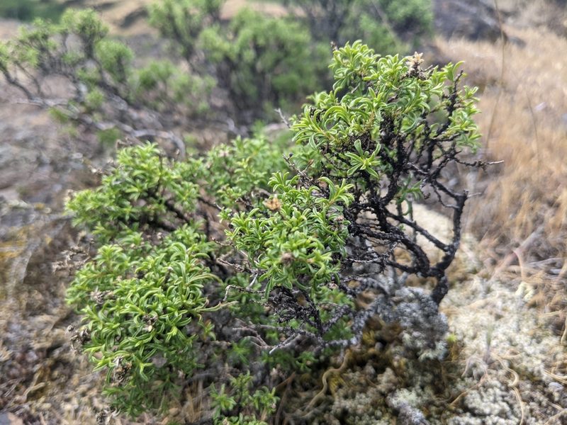 Ericameria resinosa, photographed by Elliot Kulakow