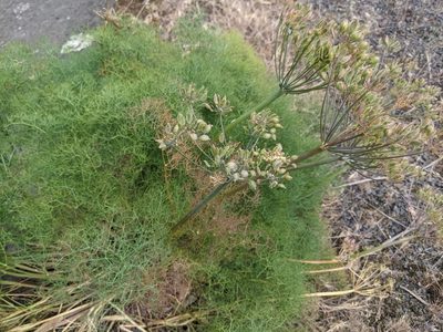 Lomatium klickitatense, photographed by Elliot Kulakow