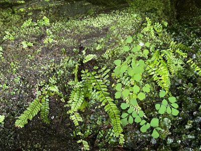 Asplenium monanthes, photographed by Alan Weakley