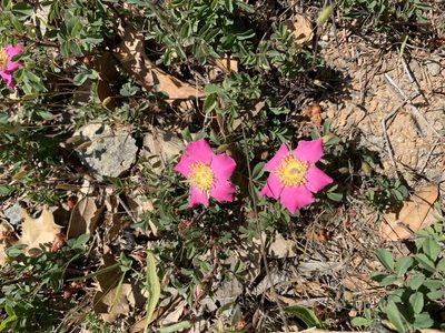 Rosa spithamea, photographed by John Hibbard