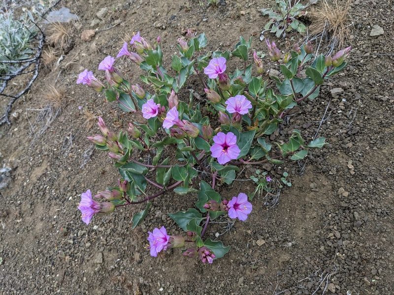 Mirabilis greenei, photographed by Trevor Van Loon