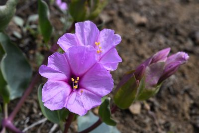 Mirabilis greenei, photographed by Trevor Van Loon
