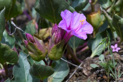Mirabilis greenei, photographed by Trevor Van Loon