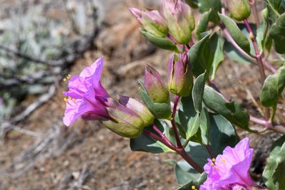 Mirabilis greenei, photographed by Trevor Van Loon