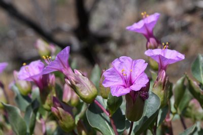 Mirabilis greenei, photographed by Trevor Van Loon