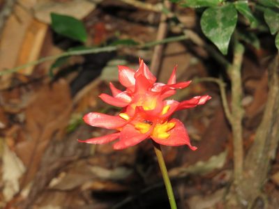 Goeppertia colorata, photographed by Victor Farjalla Pontes