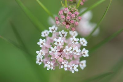 Asclepias linearis, photographed by Rich Sommer