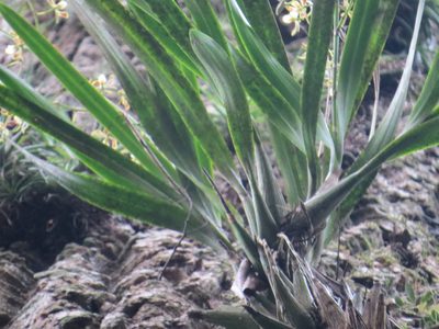 Encyclia patens, photographed by Victor Farjalla Pontes