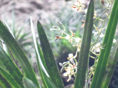 Encyclia patens, photographed by Victor Farjalla Pontes