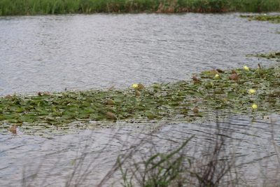 Nymphaea mexicana, photographed by Rich Sommer