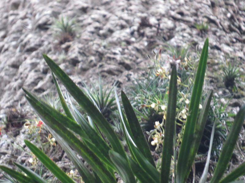 Encyclia patens, photographed by Victor Farjalla Pontes
