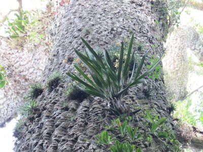 Encyclia patens, photographed by Victor Farjalla Pontes