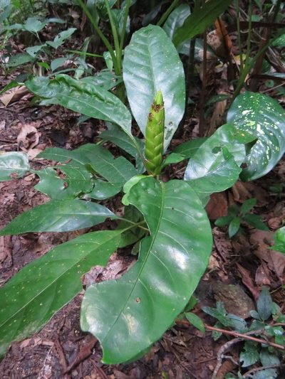 Aphelandra prismatica, photographed by Victor Farjalla Pontes