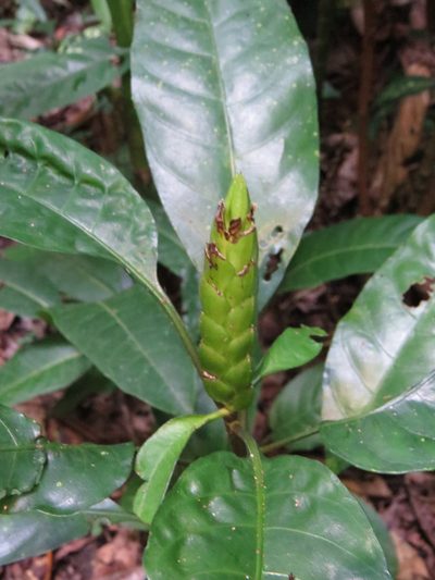 Aphelandra prismatica, photographed by Victor Farjalla Pontes
