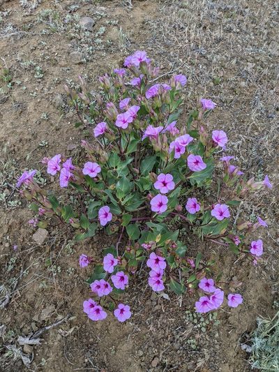 Mirabilis greenei, photographed by Trevor Van Loon