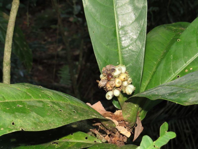 Rudgea macrophylla, photographed by Victor Farjalla Pontes