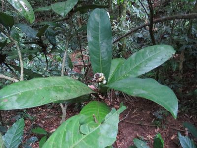 Rudgea macrophylla, photographed by Victor Farjalla Pontes