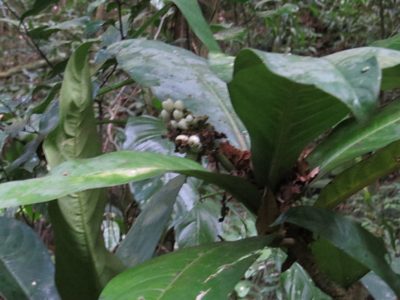 Rudgea macrophylla, photographed by Victor Farjalla Pontes