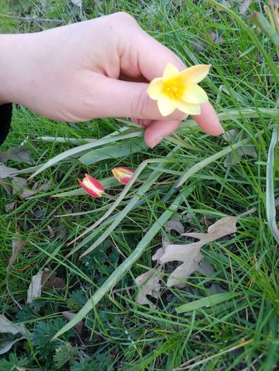Tulipa clusiana, photographed by Chris Angell