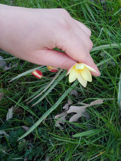 Tulipa clusiana, photographed by Chris Angell