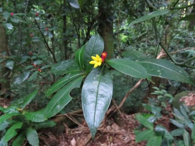 Psychotria nuda, photographed by Victor Farjalla Pontes