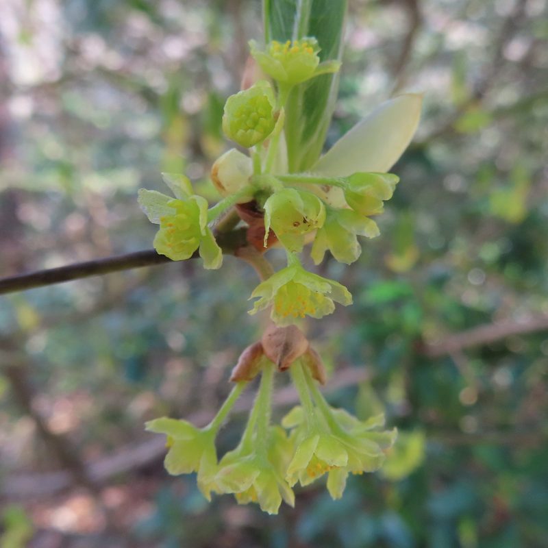 Lindera umbellata, photographed by Timur Kalininsky