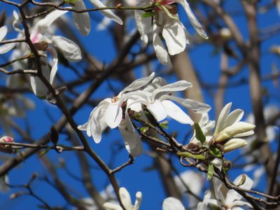 Magnolia kobus, photographed by Timur Kalininsky