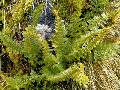 Polystichum cystostegia, photographed by John Barkla