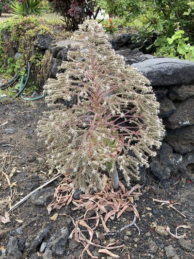 Aeonium hierrense, photographed by byb