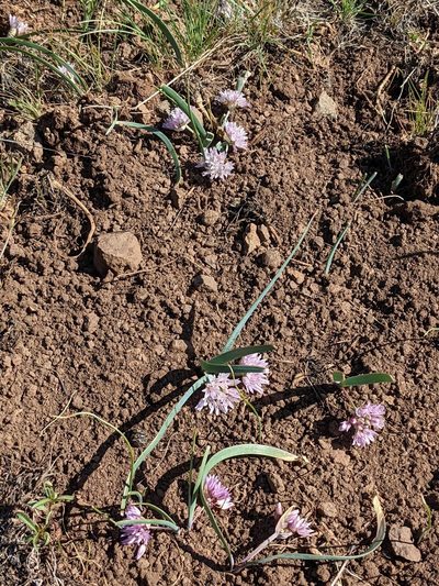 Allium siskiyouense, photographed by Trevor Van Loon