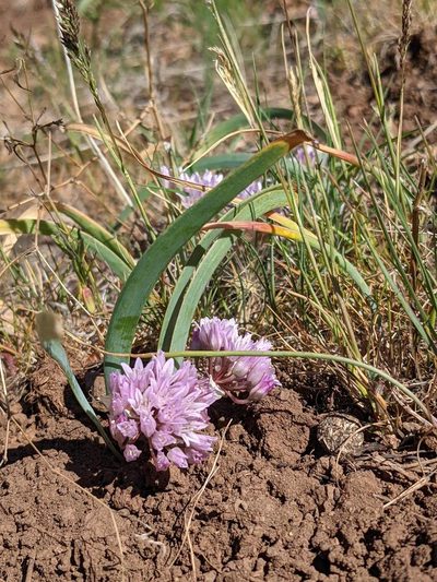 Allium siskiyouense, photographed by Trevor Van Loon