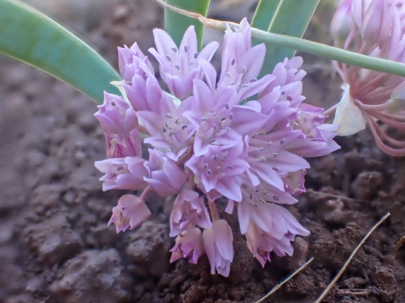 Allium siskiyouense, photographed by Trevor Van Loon