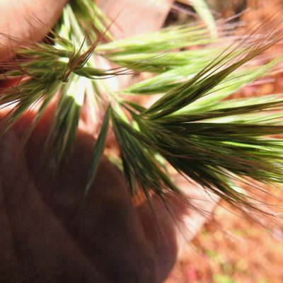 Bromus madritensis, photographed by Daniel Levitis