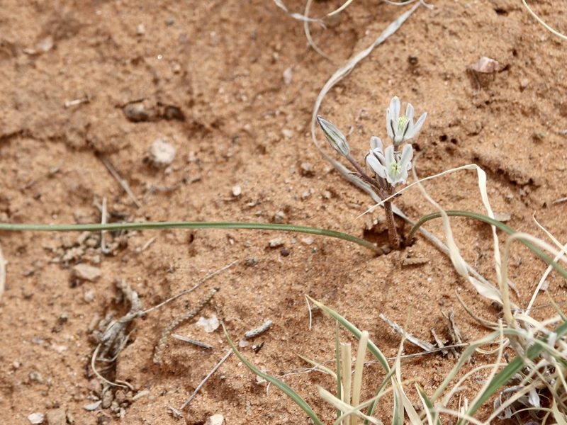 Androstephium breviflorum, photographed by Cheryl McCleary-Catalano