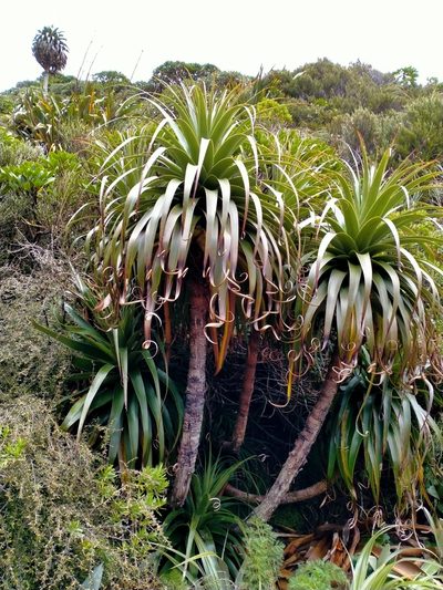 Dracophyllum fiordense, photographed by John Barkla