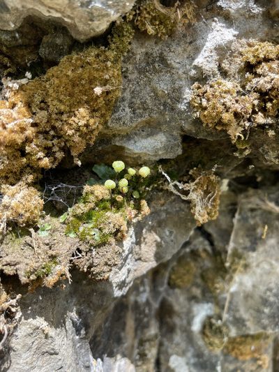 Mannia triandra, photographed by Brandon Corder