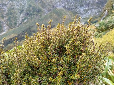 Coprosma pseudocuneata, photographed by John Barkla