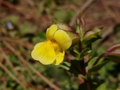 Erythranthe glabrata, photographed by miguelm_b