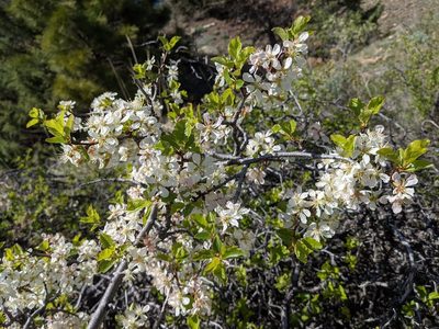 Prunus subcordata, photographed by Trevor Van Loon