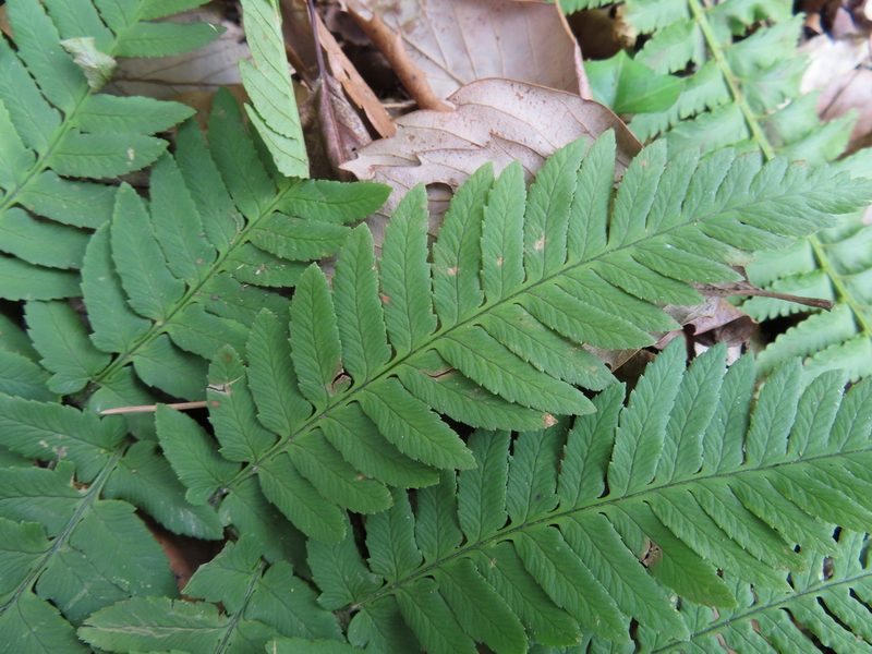 Dryopteris lacera, photographed by Timur Kalininsky