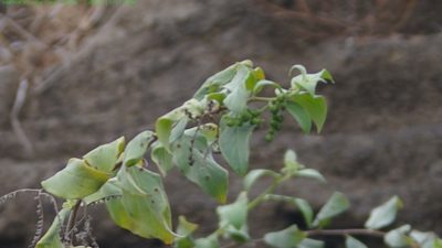 Myriopus psilostachya, photographed by Don Johnston