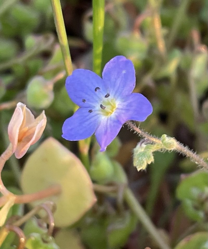 Nemophila pulchella, photographed by Henrik Kibak