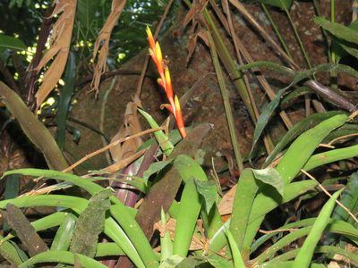 Vriesea psittacina, photographed by Victor Farjalla Pontes