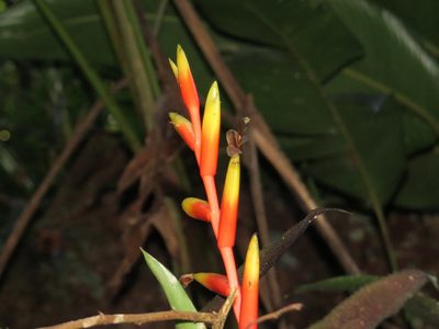 Vriesea psittacina, photographed by Victor Farjalla Pontes