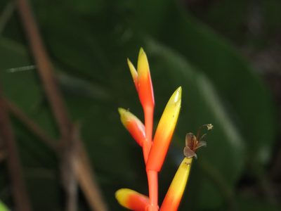 Vriesea psittacina, photographed by Victor Farjalla Pontes
