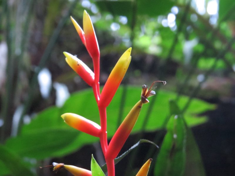 Vriesea psittacina, photographed by Victor Farjalla Pontes