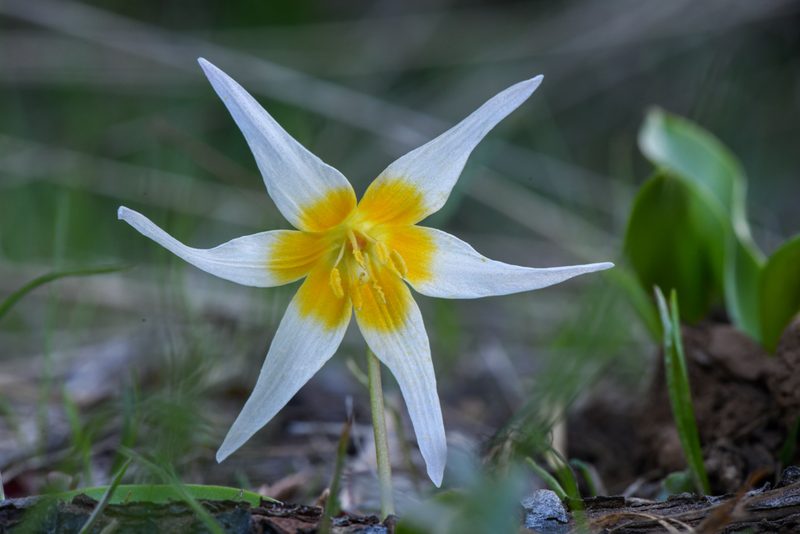 Erythronium klamathense, photographed by Trevor Van Loon