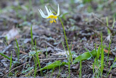 Erythronium klamathense, photographed by Trevor Van Loon