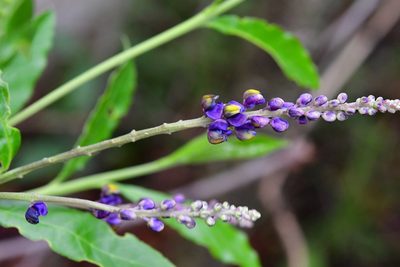 Monnina xalapensis, photographed by Neptalí Ramírez Marcial